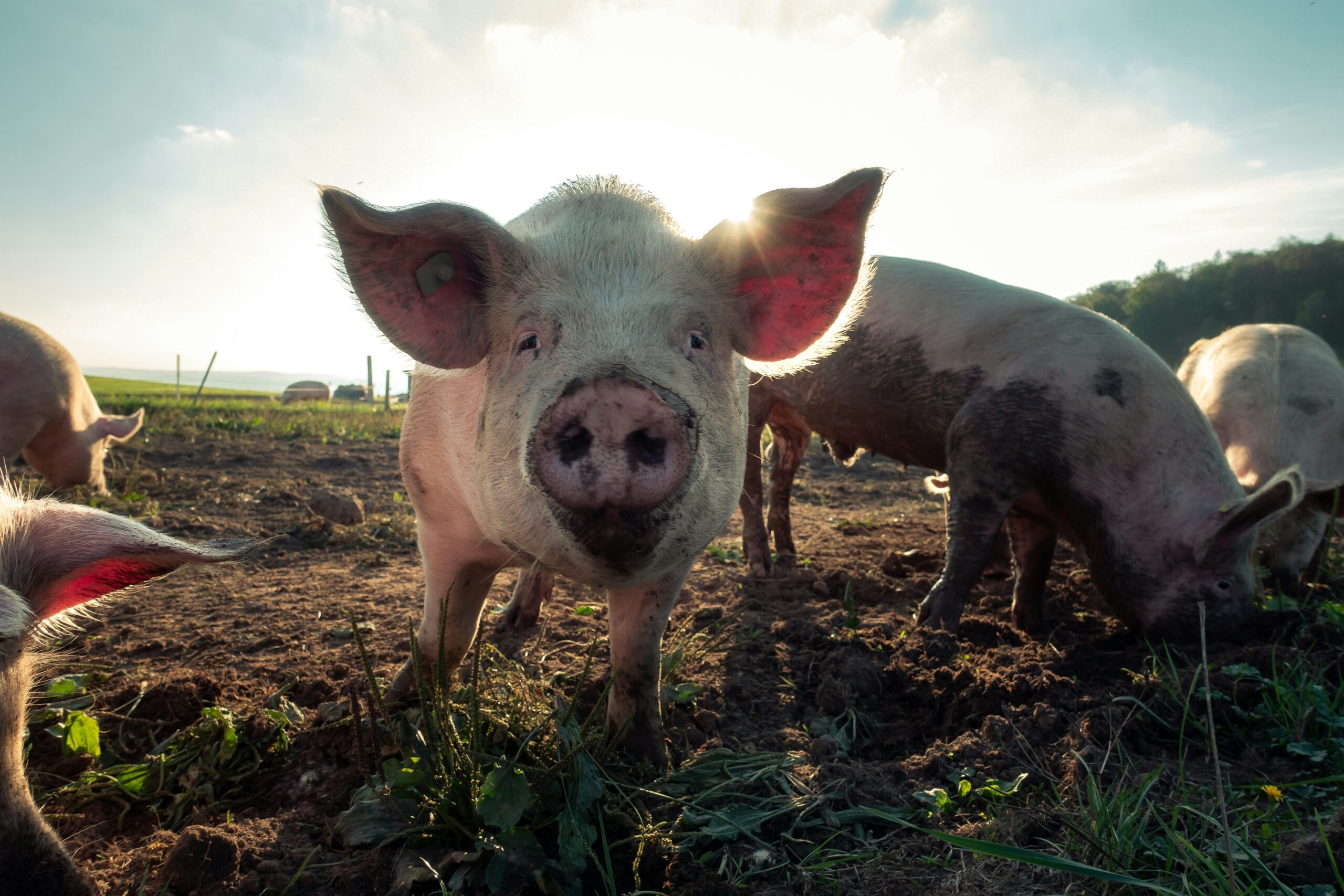 swine fever